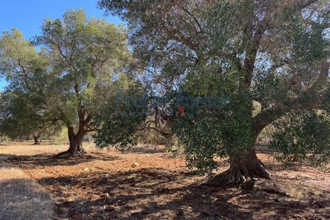 Helårsgrund i Carovigno, Brindisi, Carovigno - € 29.000 | Ref: 122781 - foto 13